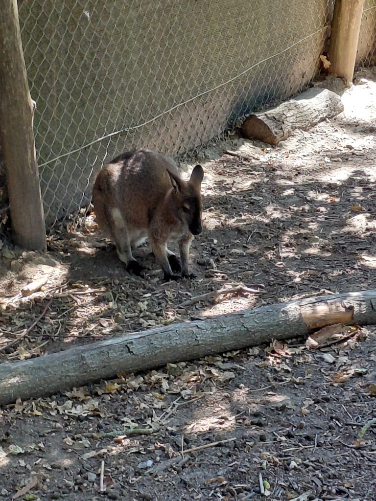 kangourou